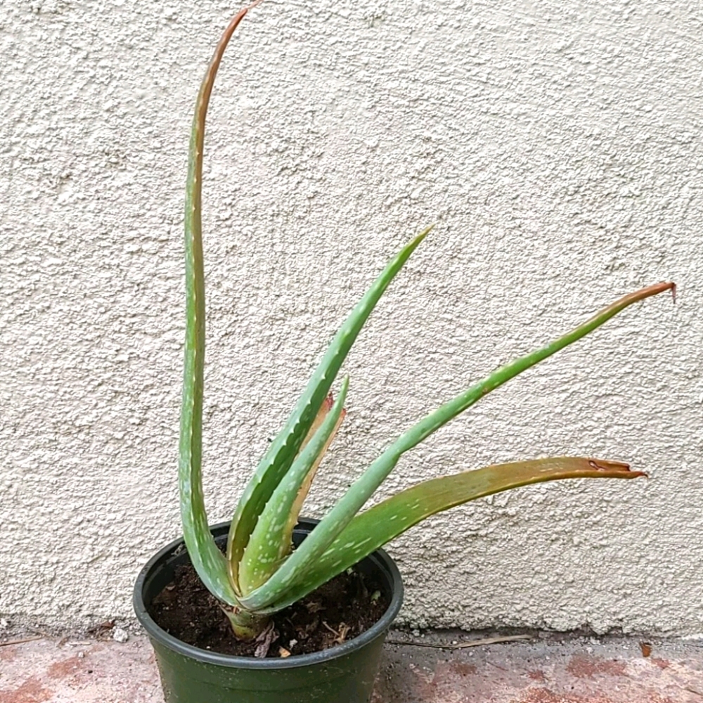 Aloe Vera Plant - Picture 2 of 7